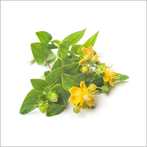 Hypericum Perforatum