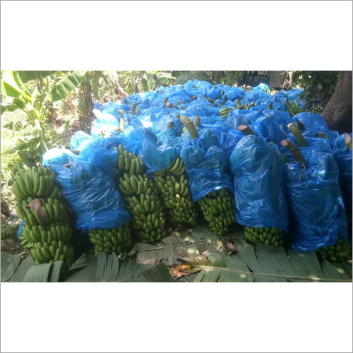 Cavendish Bananas - Organic, Whole, Fresh Variety | Green Color, Naturally Energizing, High in Fiber & Antioxidants, Ideal for Fasting
