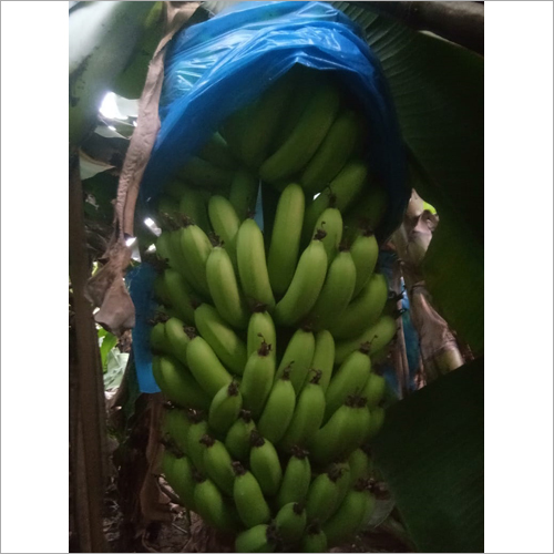 Fresh Banana - Organic Whole Bananas | Natural Size, Fresh Variety from India