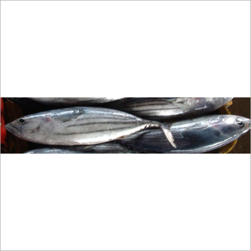 Bonito Tuna Fish By UNIVERSAL BUSINESS IMPORT EXPORT