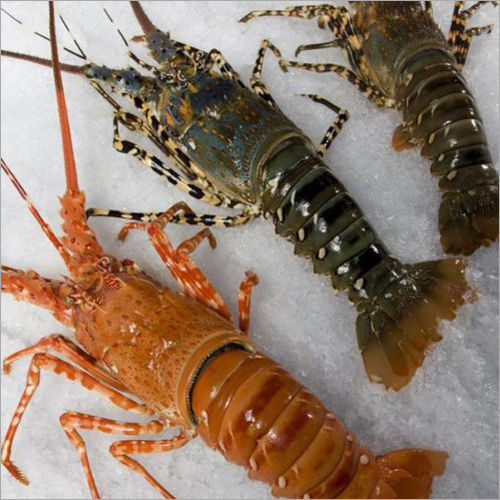 Frozen Lobster
