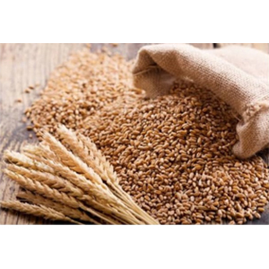 Wheat Grain - Organic, High Purity, Brown Color | Packed for Quality Retention, Full of Vitamins and Minerals, Energizing Health Benefits