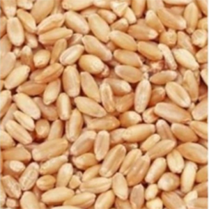 Brown Hard Wheat Grains - Organic Dried Variety, Brown Color, High Purity, Nil Moisture | Robust Packaging for Customized Delivery