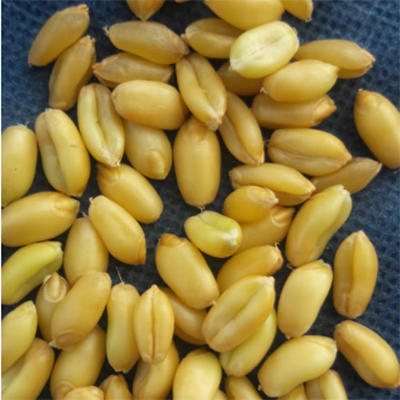 Brown Wheat - High Purity, Organic Cultivation, Rich Brown Color | Nutrient-Dense with Fiber, B Vitamins, Antioxidants, and Trace Minerals