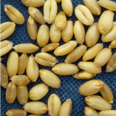 Indian Wheat - Organic, High Purity, Brown Color | Dried, Moisture Nil, Broken Nil