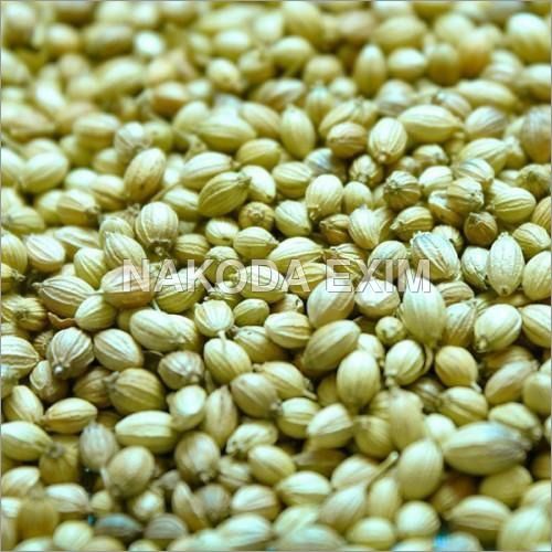 Organic Coriander Seeds