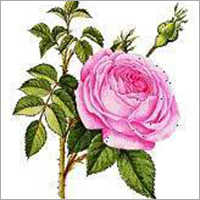 Rose Oil