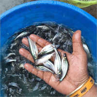 Pangasius Fish Seeds
