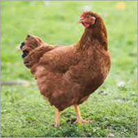 Rhode Island Red Chicks