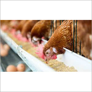 Poultry Chicken Starter Feed