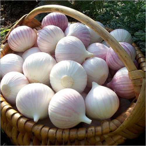 Organic Garlic By AGROPRO TRADING LTD
