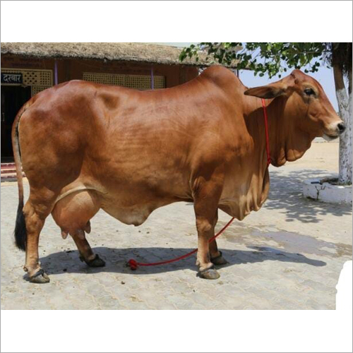 Pure Sahiwal Cow