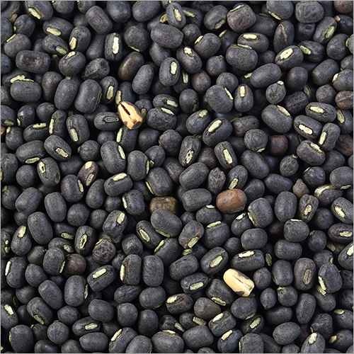 Black Gram