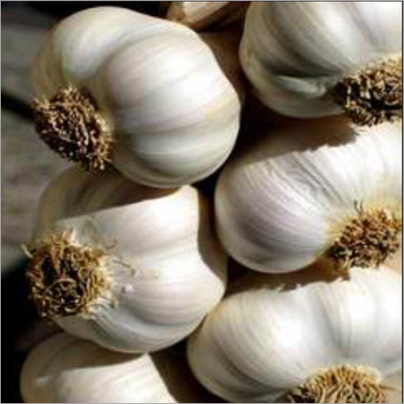 White Garlic