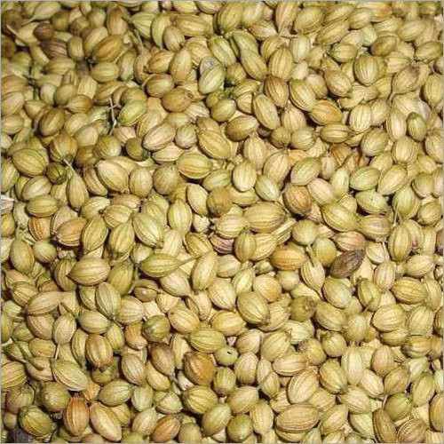 Organic Coriander Seeds