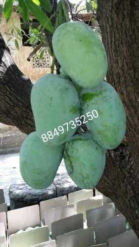Talala Gir Organic Kesar Mango