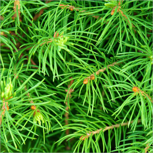 Green Needles