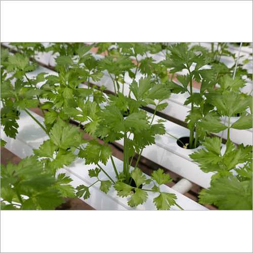 Organic Coriander Leaves