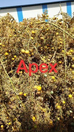 Yellow Fruit Nightshade