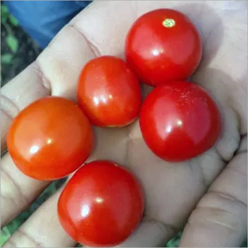 Fresh Tomato