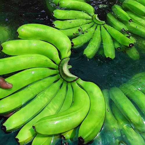 Raw Banana