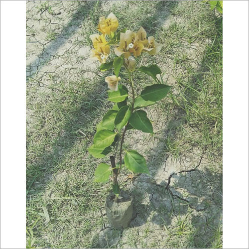 Begambeli Flower Plant