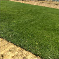 Selection Natural Lawn Grass