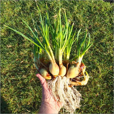 Potato Onions