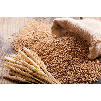 Wheat Grain