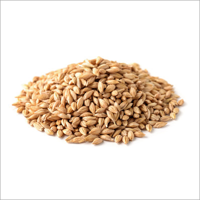 Barley Grain