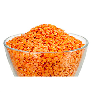 Lentile Seed