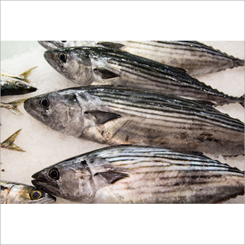 Frozen Fresh Bonito