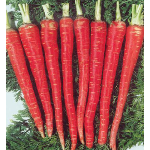 Fresh Red Carrot By VISION INTERNATIONAL