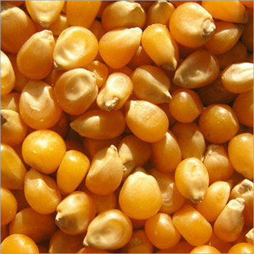 Yellow & White Maize Corn