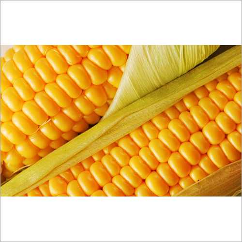 Natural Maize