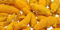 Double Polished Nizamabad Turmeric Finger