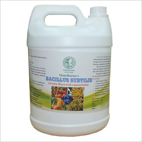 Bacillus Subtilis