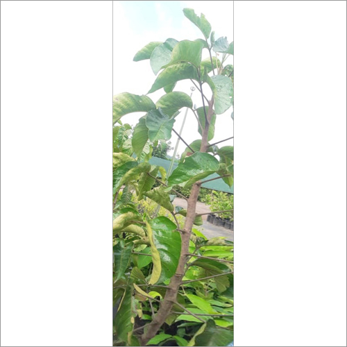 Rambutan Plant