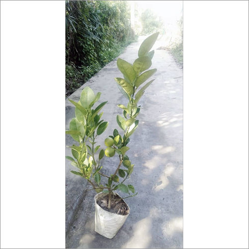Pati Lemon Plant