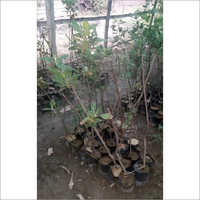 Hrmn 99 Apple Plant