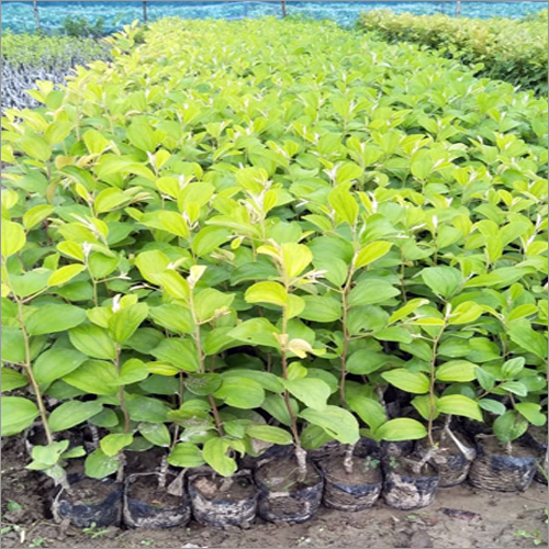Green Apple Ber Plant
