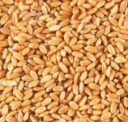 Clean Wheat