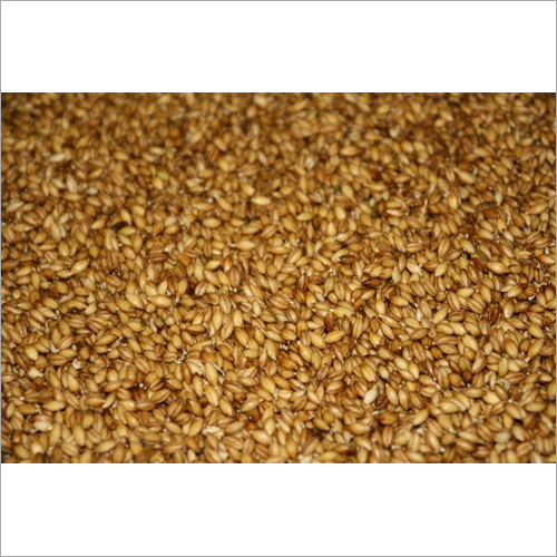 Malting Barley