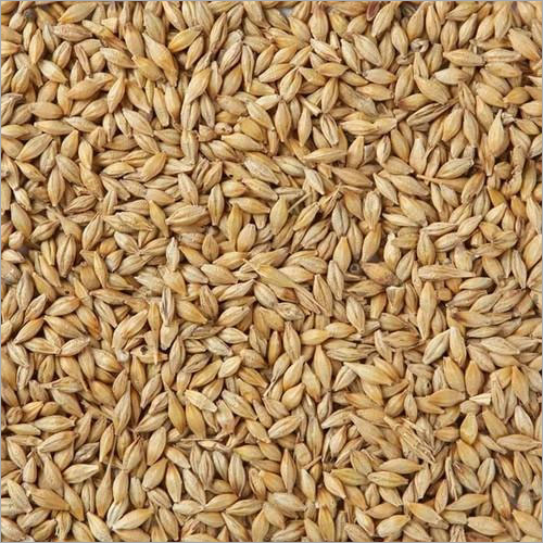 Malted Barley