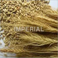Malt Extract - Color: Pale Yellowish