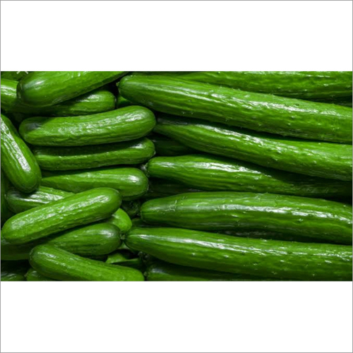 Fresh Cucumber