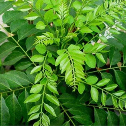 Curry Leaves