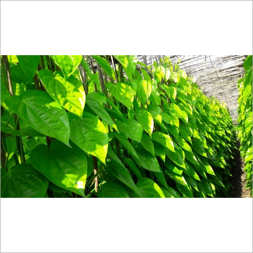 Green Betel Leaves