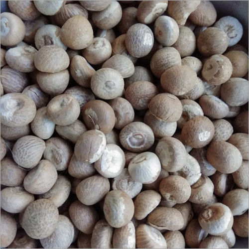 Organic Fresh Betel Nut