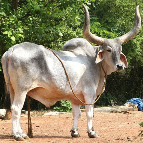 Kankrej Bull By SR DAIRY FARM